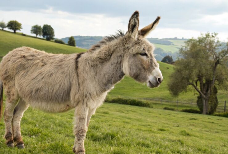 Puxada do Burro