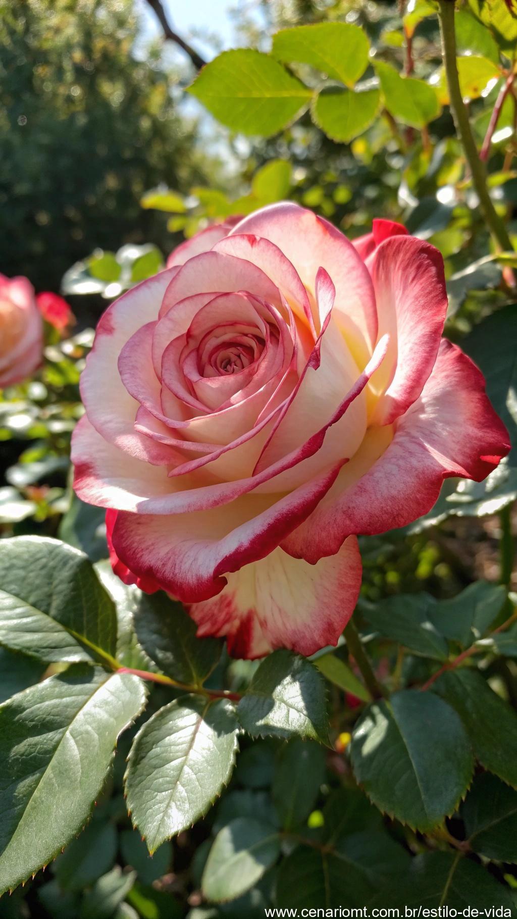 Uma linda rosa em plena florada, exibindo pétalas delicadas em tons de rosa e vermelho, rodeada por folhas verdes e luz natural.