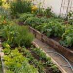 Erro comum na horta: excesso de rega, espaçamento inadequado e falta de cuidados com as plantas.