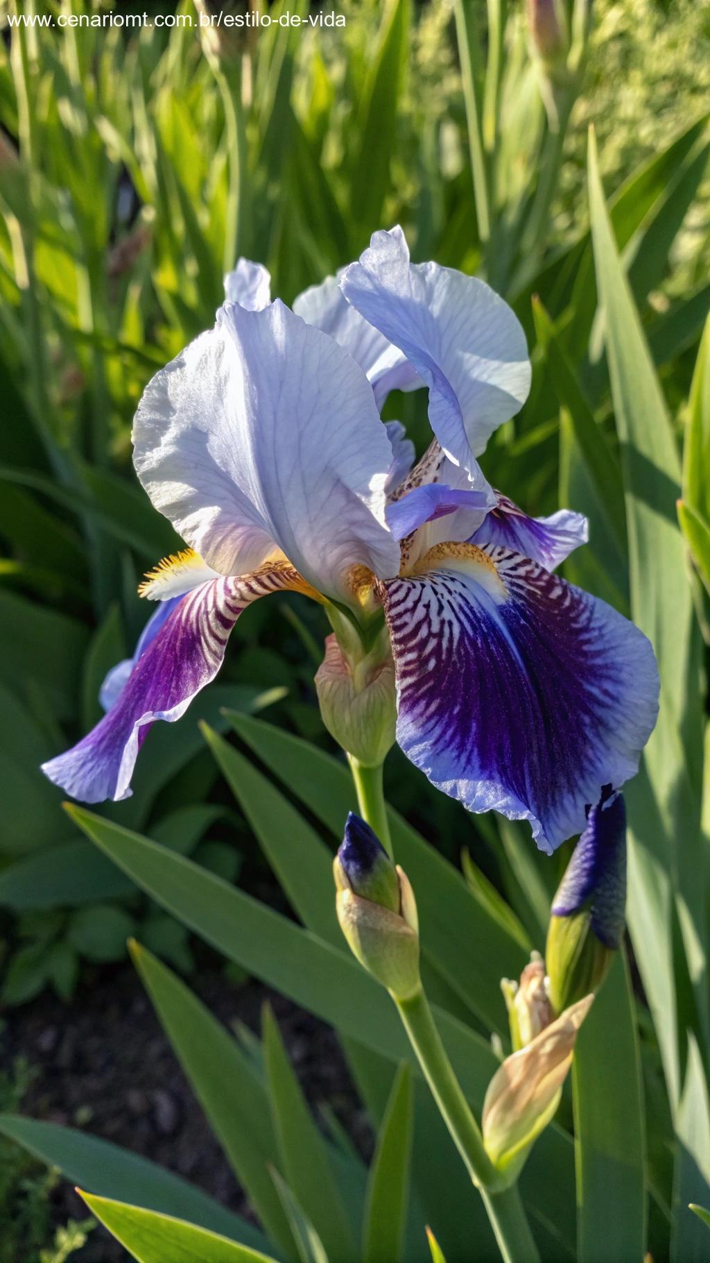 Uma linda flor de íris com pétalas roxas e azuis, em frente a um fundo de folhas verdes e luz do sol.
