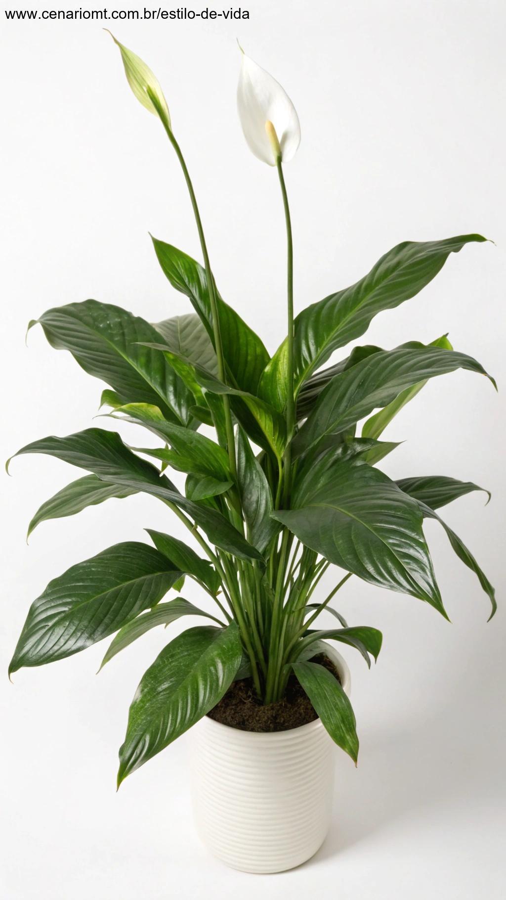 Planta Lírio-da-Paz com folhas verdes brilhantes e uma flor branca