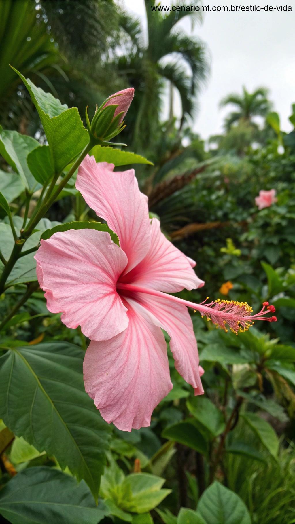 hibisco rosa em jardim tropical