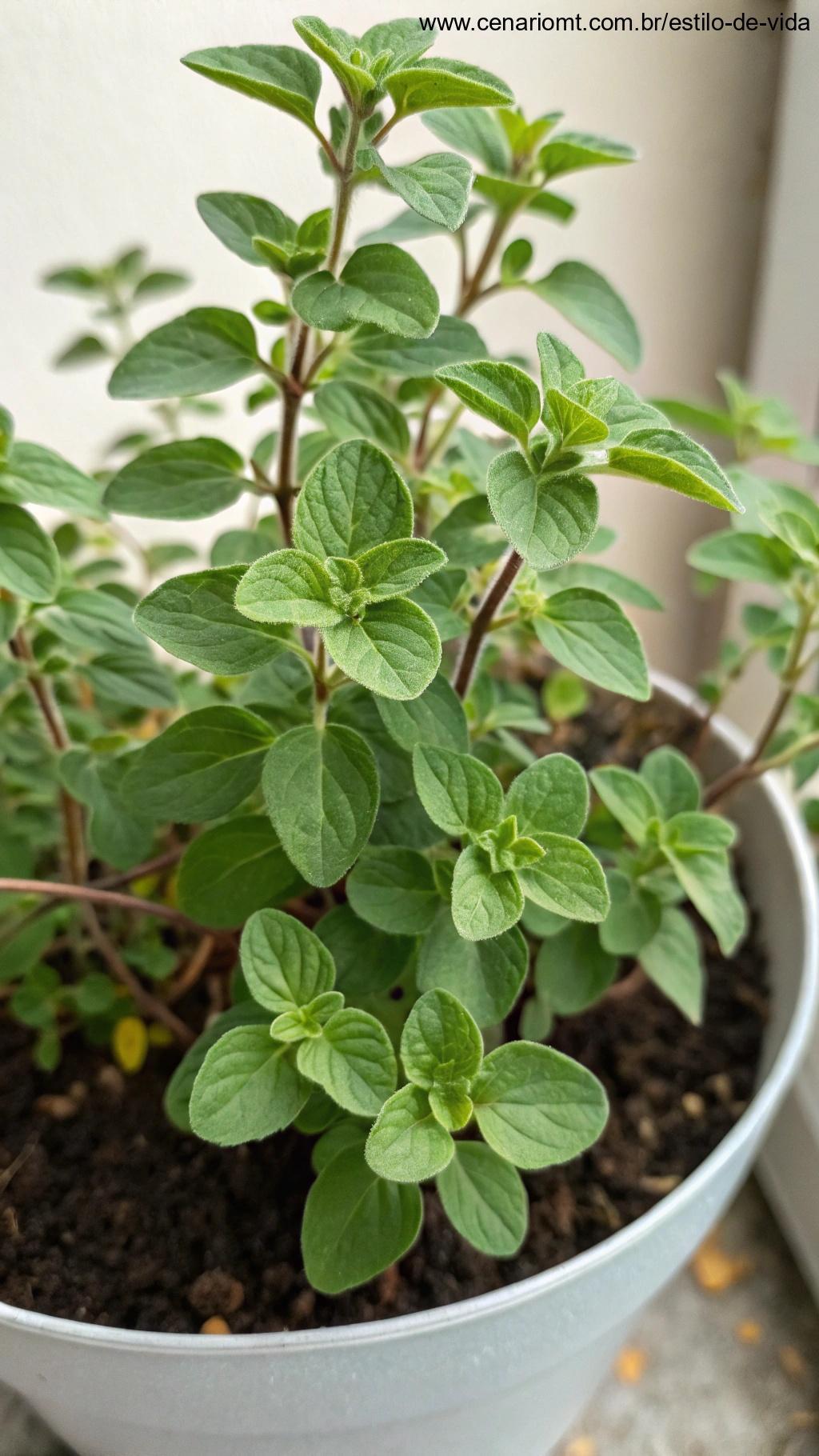 Pequeno ramo de orégano com folhas verdes e caules delicados