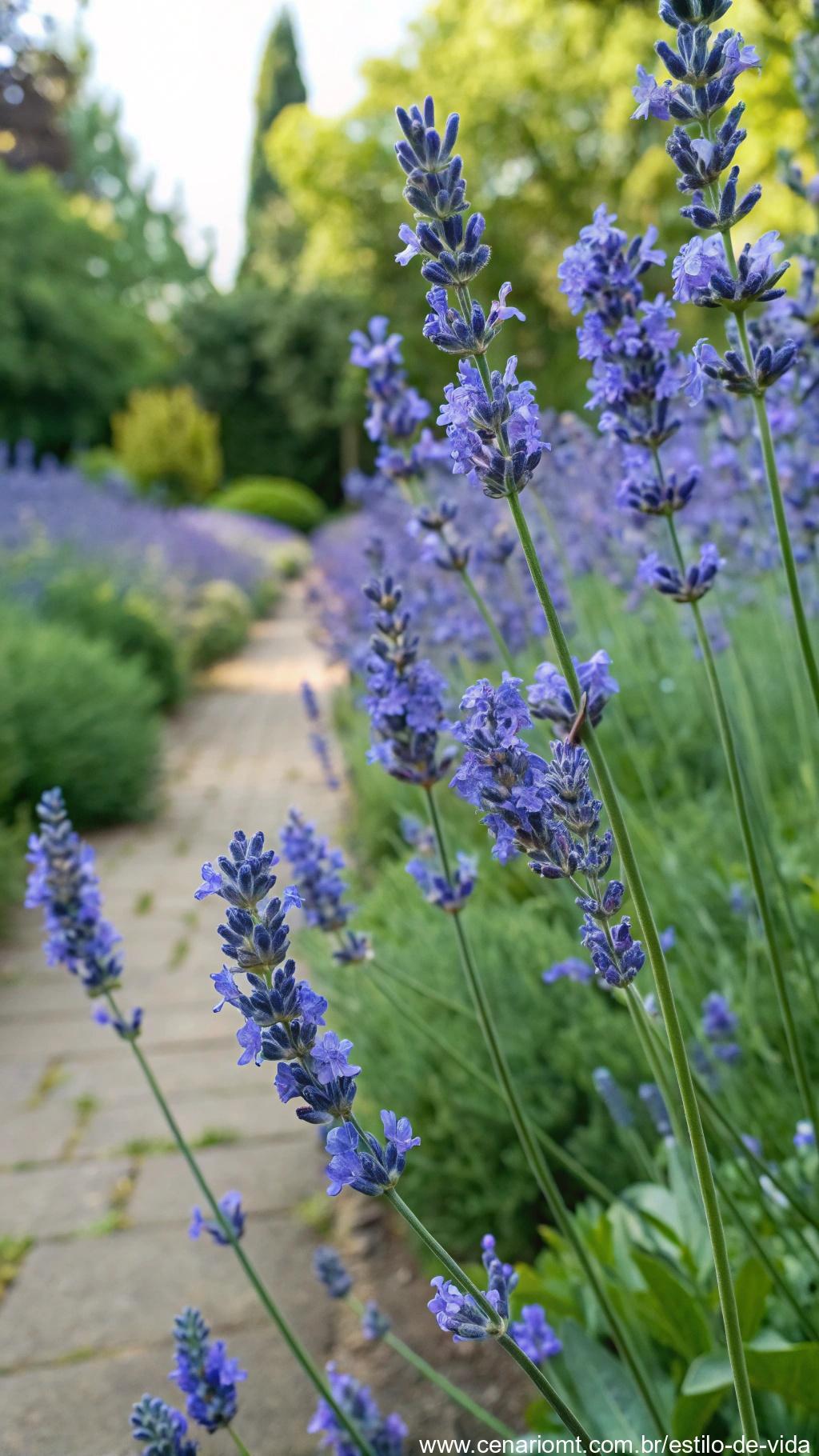 lavanda azul em jardim tranquilo