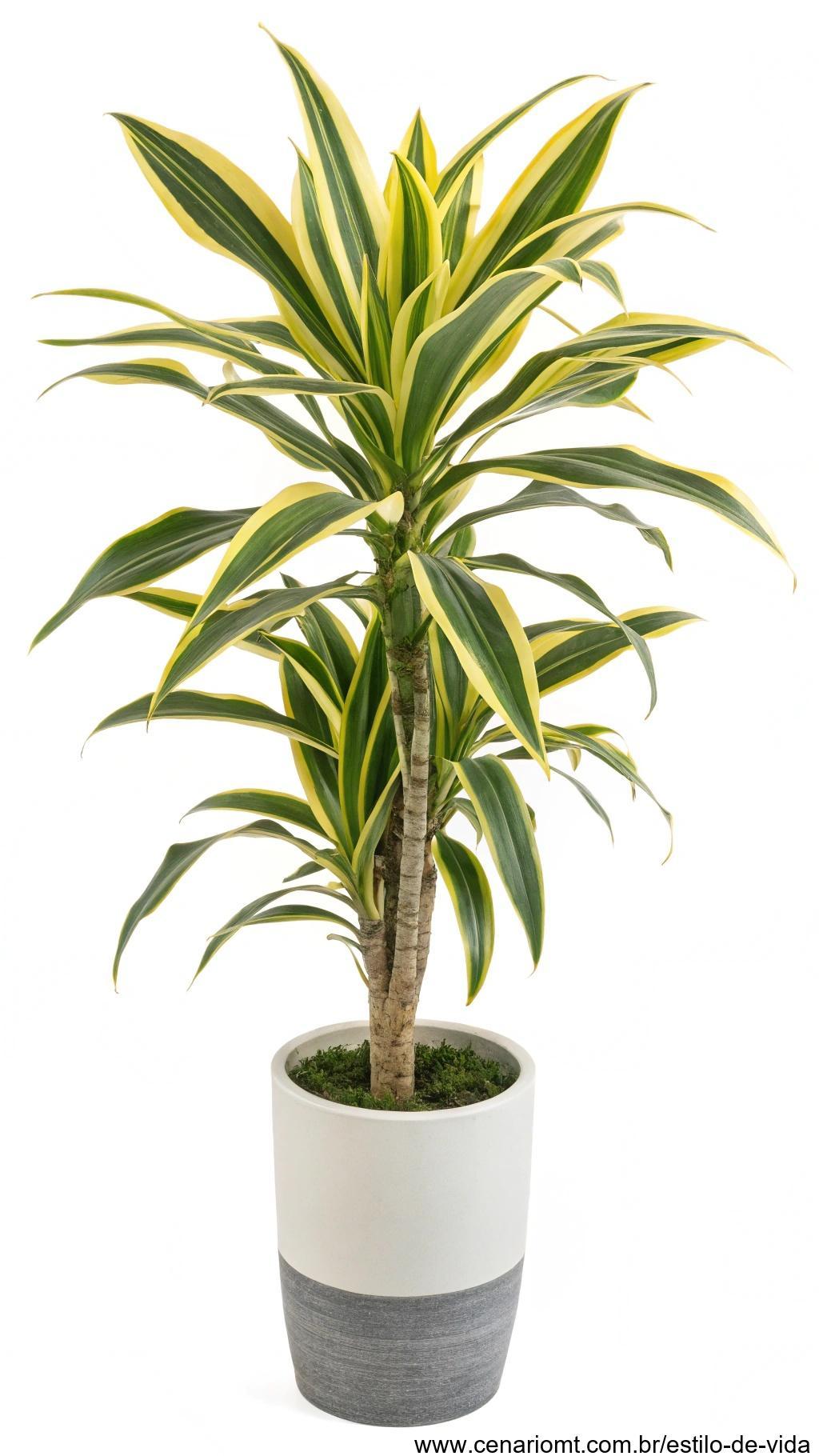 Planta Dracena com folhas longas e listradas em um vaso moderno