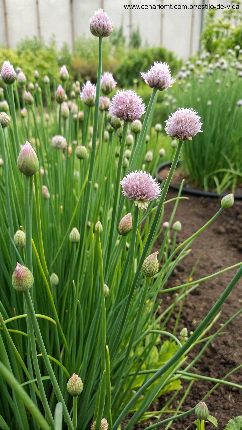Cebolinha crescendo ao longo do ano em um jardim
