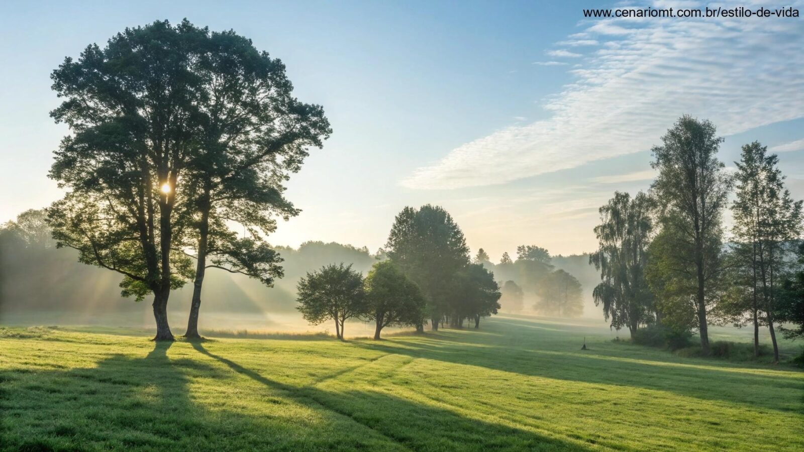 Cena tranquila de manhã com luz suave do sol filtrando pelas árvores, iluminando um campo verde, simbolizando o início abençoado de uma segunda-feira.