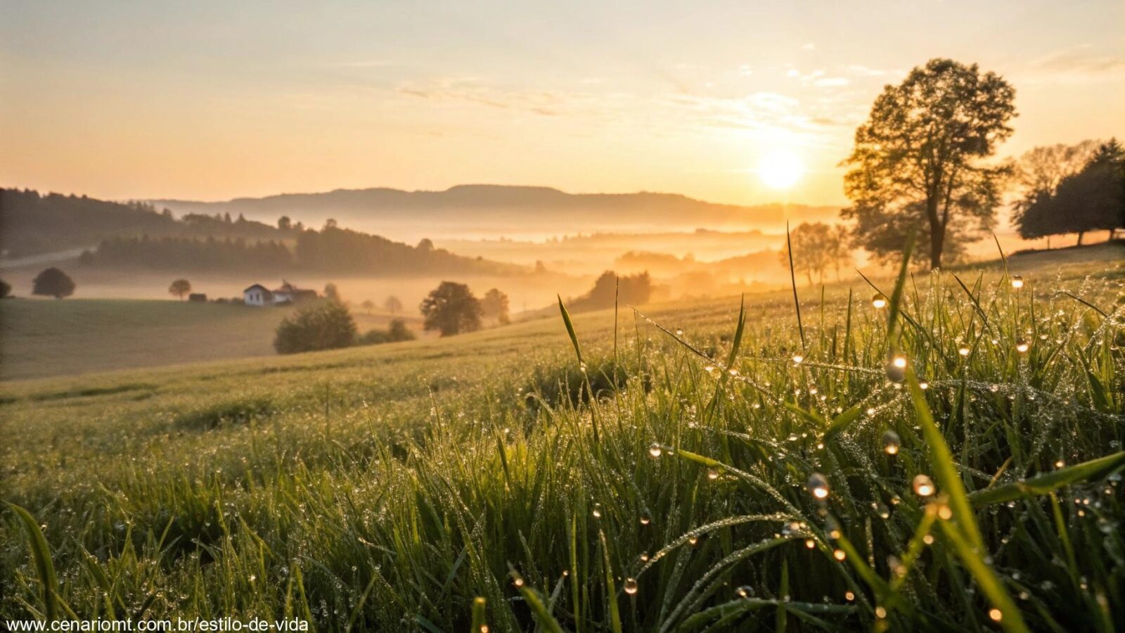 Nascer do sol sereno sobre o campo, luz dourada suave iluminando gotas de orvalho na grama fresca, evocando esperança e renovação para uma nova semana.