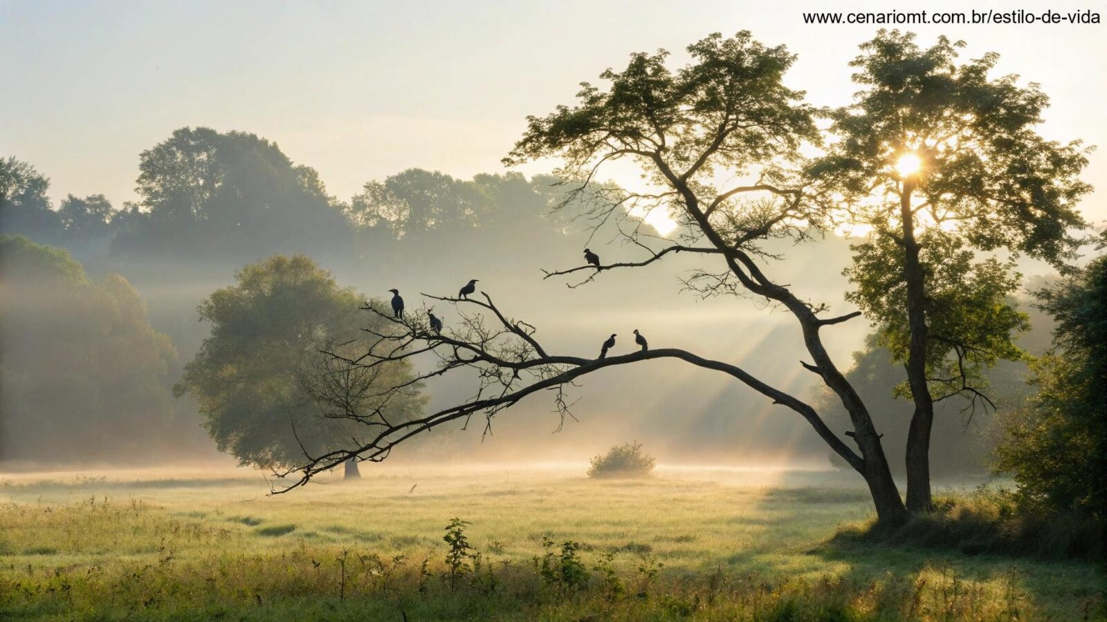 Cenário tranquilo de manhã com luz suave do sol passando pelas árvores.