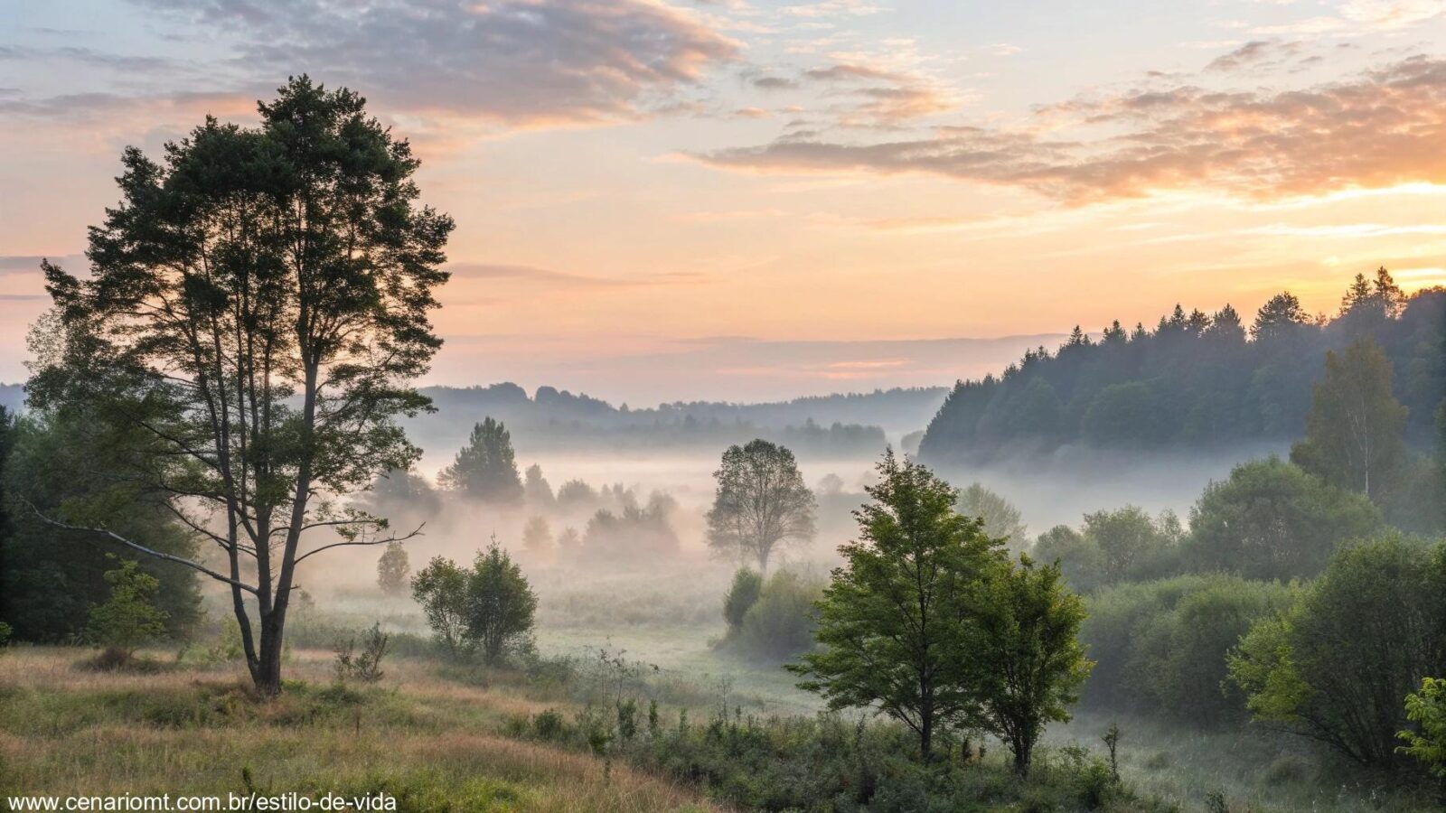 Paisagem tranquila e serena ao amanhecer, com luz suave filtrando através das árvores.