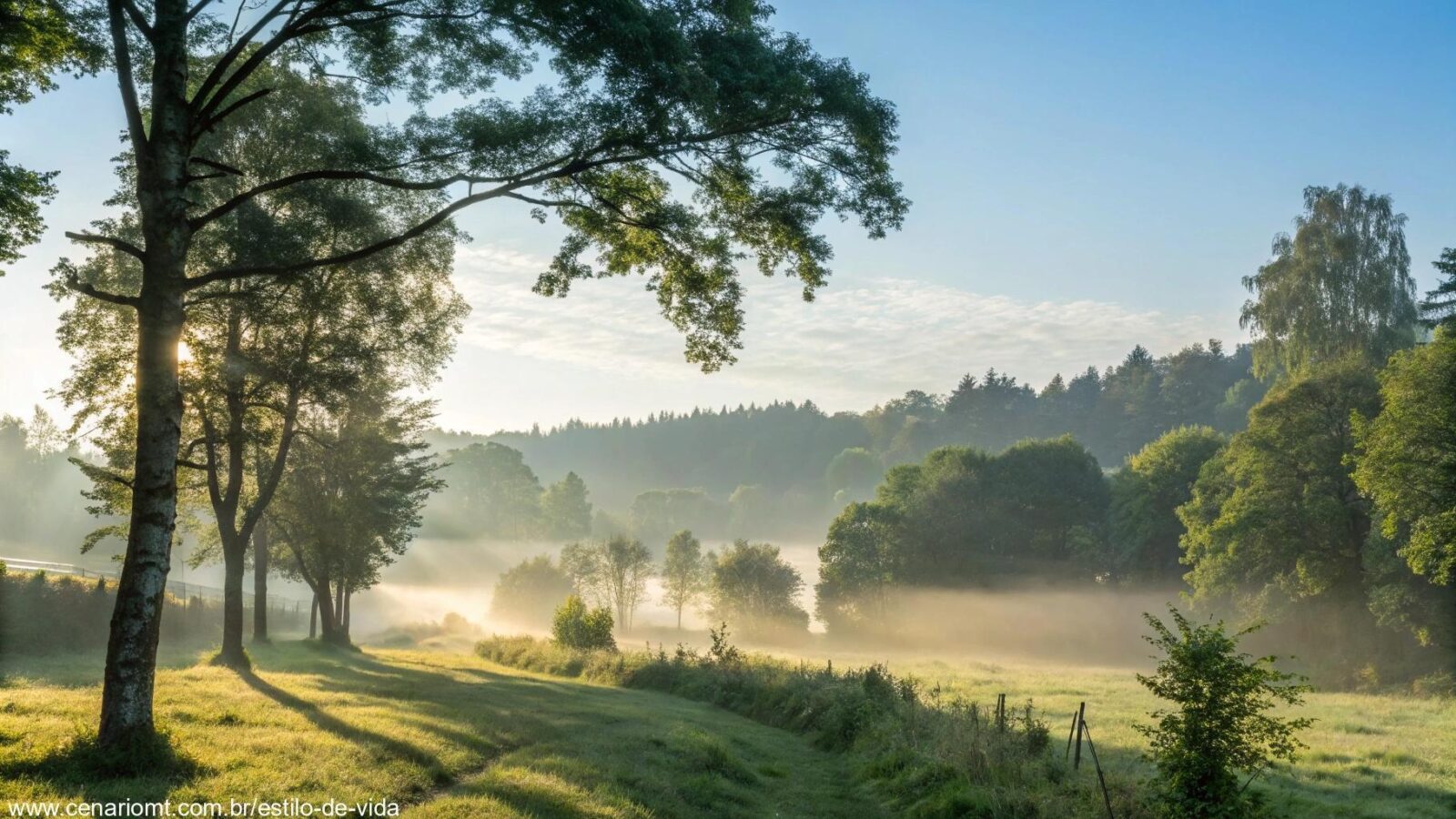 Imagem serena de manhã com luz suave filtrando através das árvores, criando sombras suaves em uma paisagem tranquila.