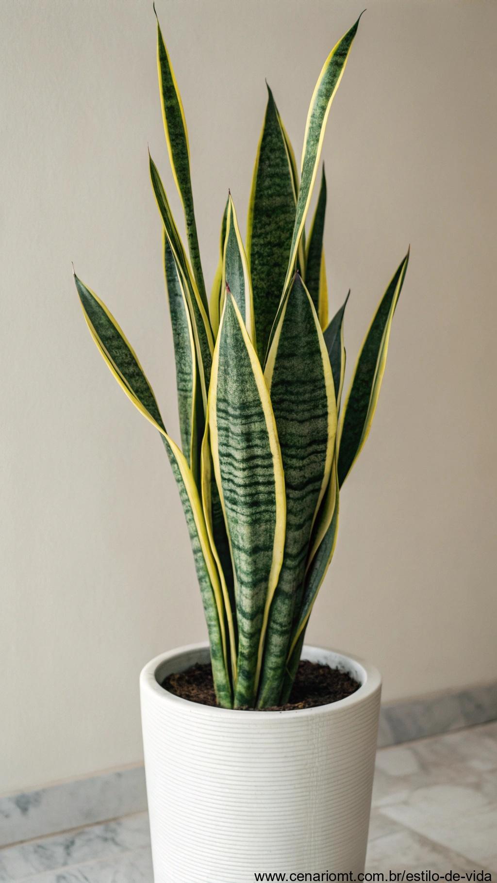 Planta Espada-de-São-Jorge em um vaso minimalista com folhas verdes e bordas amarelas