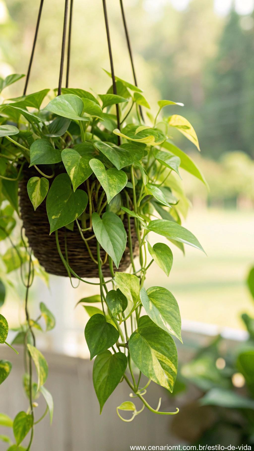 Planta jiboia com folhas em formato de coração