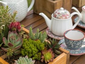 13 plantinhas em recipientes inusitados, como bules e caixotes de madeira