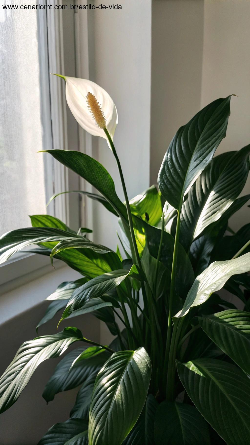 Lírio-da-paz com folhas brilhantes e flor branca