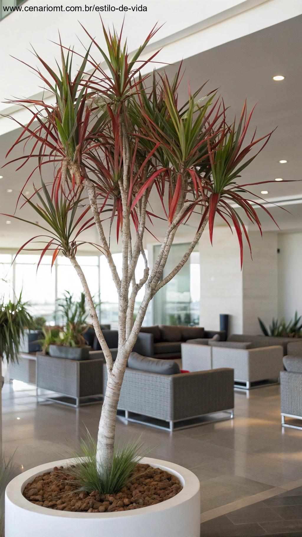Dracena-marginata com folhas finas e bordas vermelhas