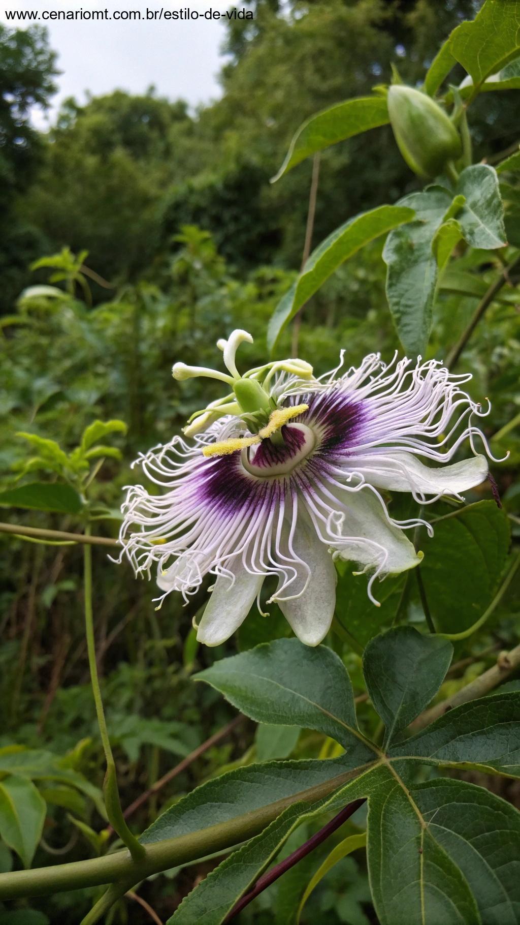 Flor de Maracujá Silvestre com filamentos roxos e brancos
