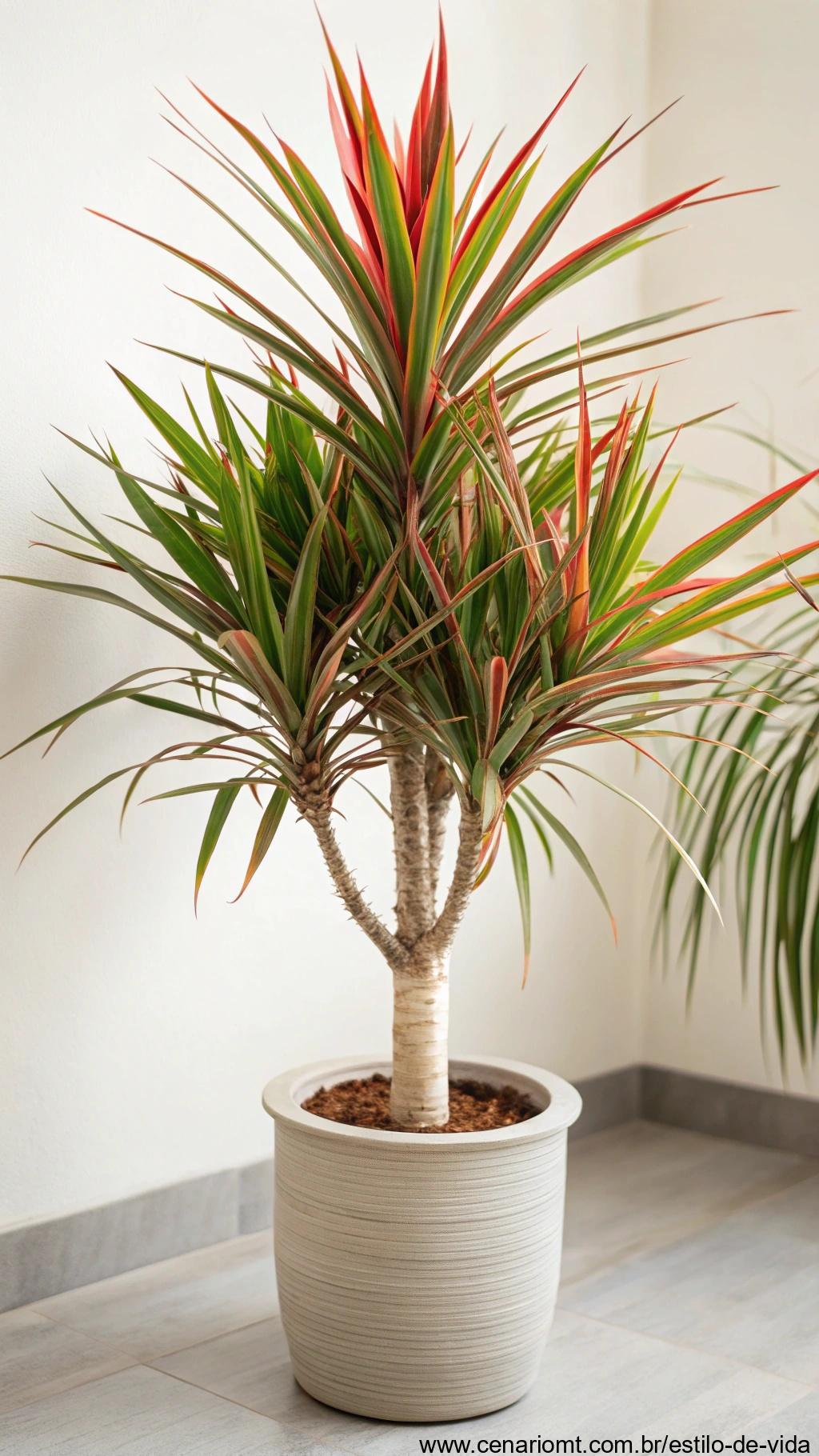 Dracaena com folhas longas e bordas vermelhas em um vaso neutro