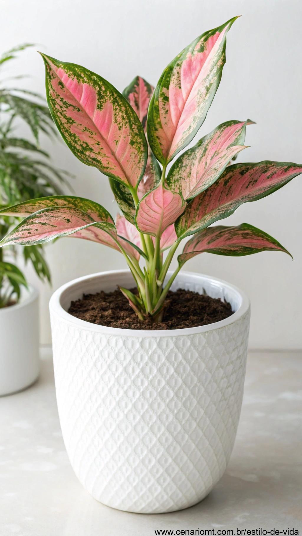 Aglaonema com folhas mescladas em rosa e verde em vaso moderno