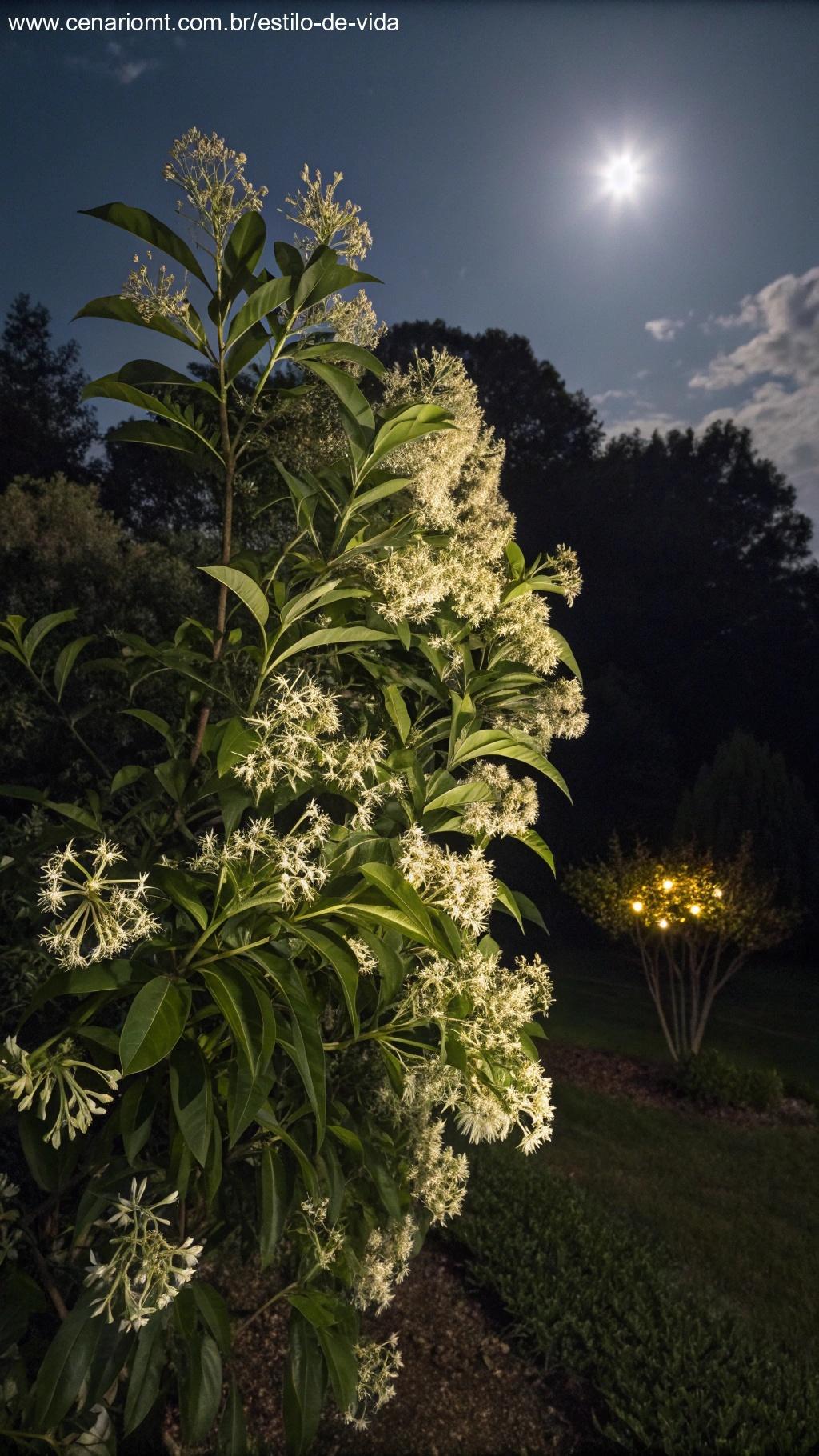 Dama-da-noite iluminada pela lua
