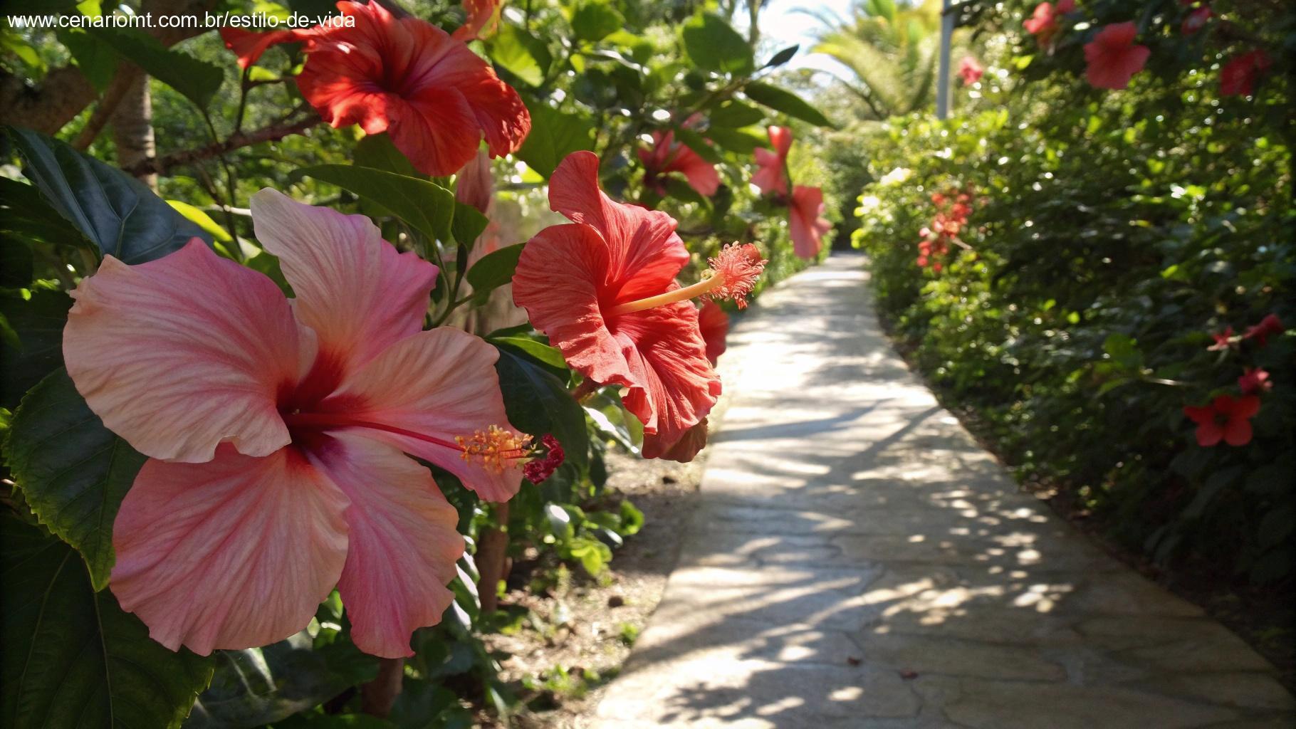 Hibiscos tropicais com pétalas grandes e coloridas