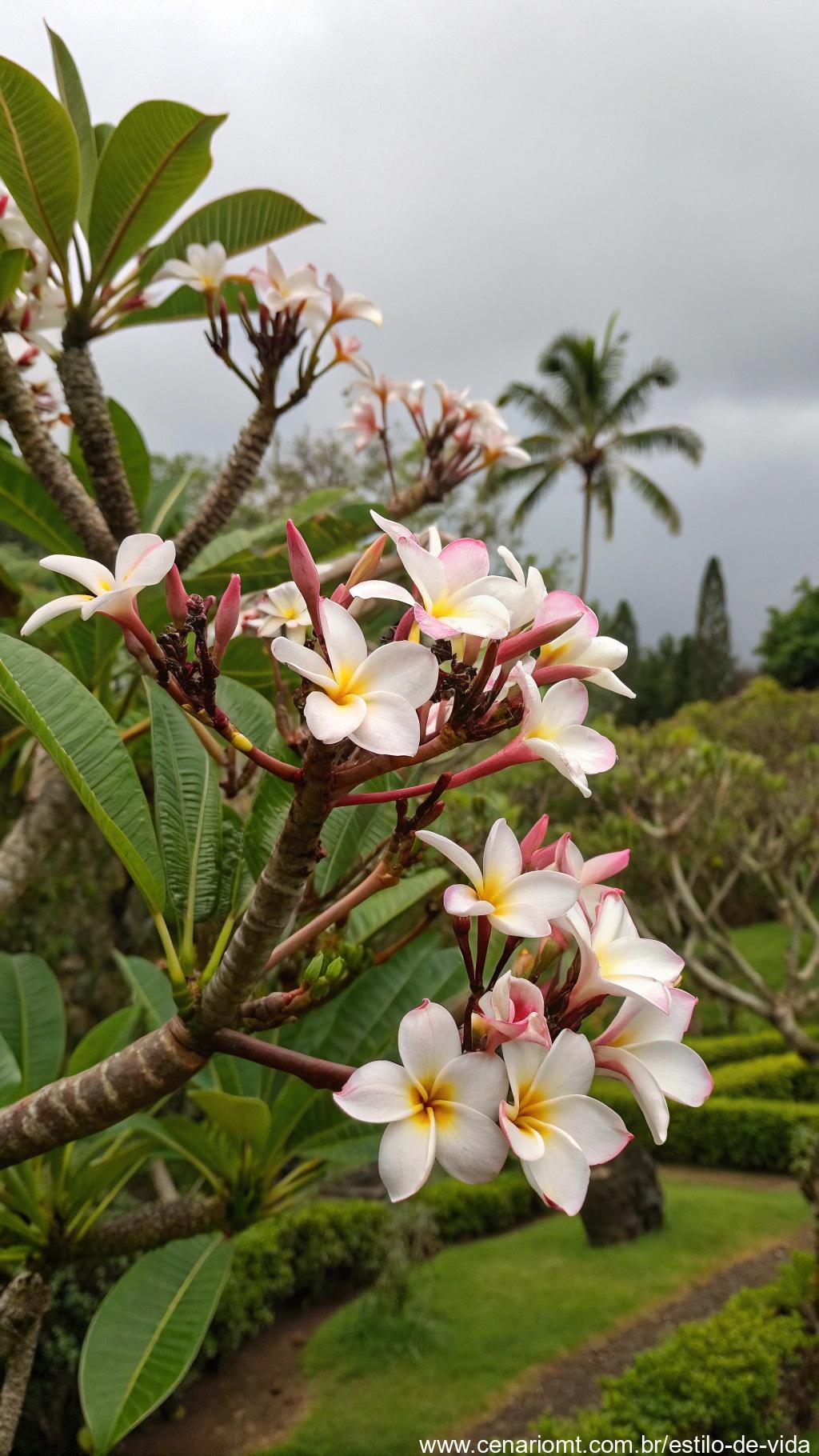 Flores de jasmim-manga em um jardim tropical