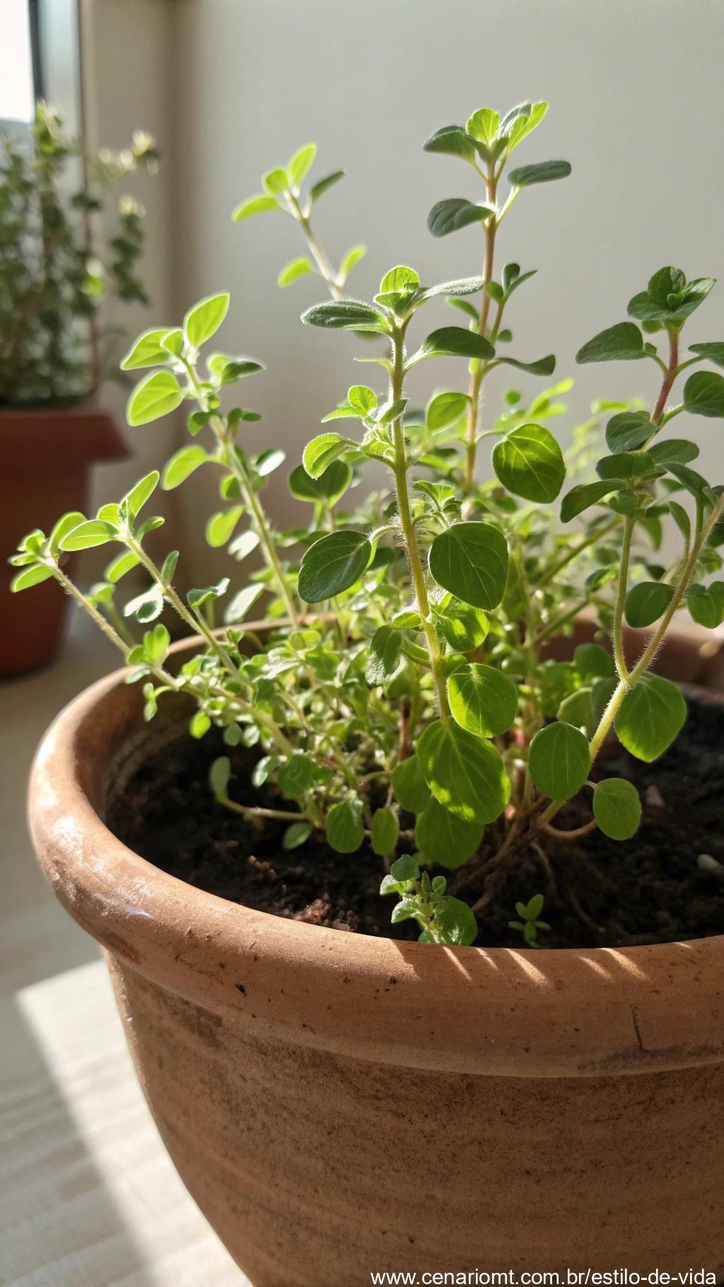 Planta de manjerona com pequenas folhas ovais em vaso de barro