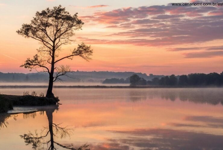 Nascer do sol tranquilo sobre um lago calmo com uma árvore solitária na margem