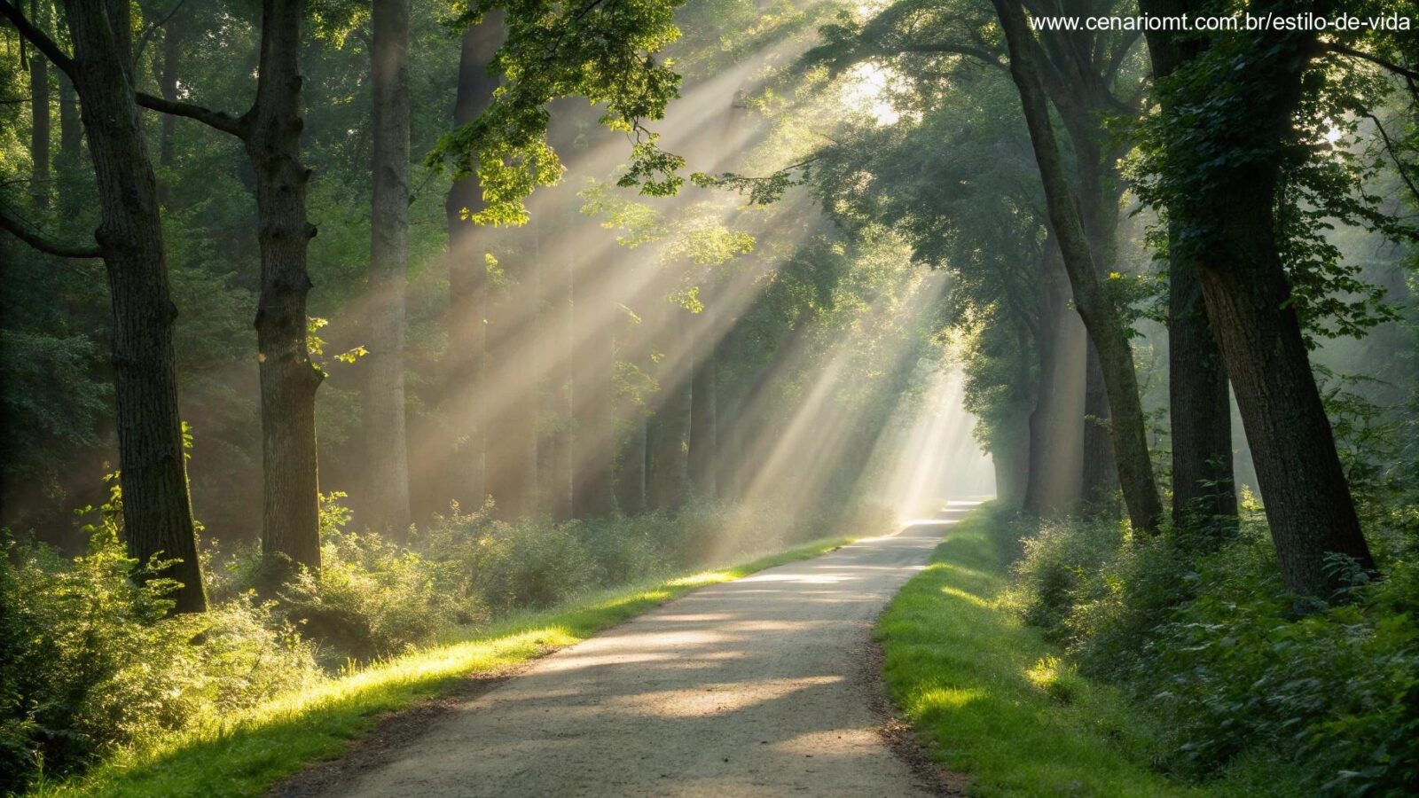 Caminho sereno em uma floresta iluminada pelo sol, com raios de luz entre as árvores, simbolizando força e fé para a jornada