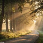 Caminho sereno em meio à floresta ao nascer do sol, transmitindo paz e direção espiritual