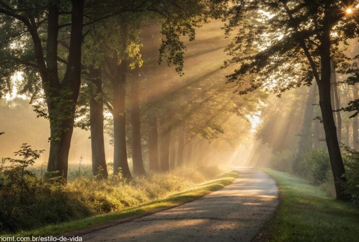 Caminho sereno em meio à floresta ao nascer do sol, transmitindo paz e direção espiritual