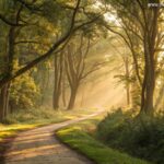 Caminho sereno em uma floresta exuberante com luz solar dourada filtrando entre as árvores