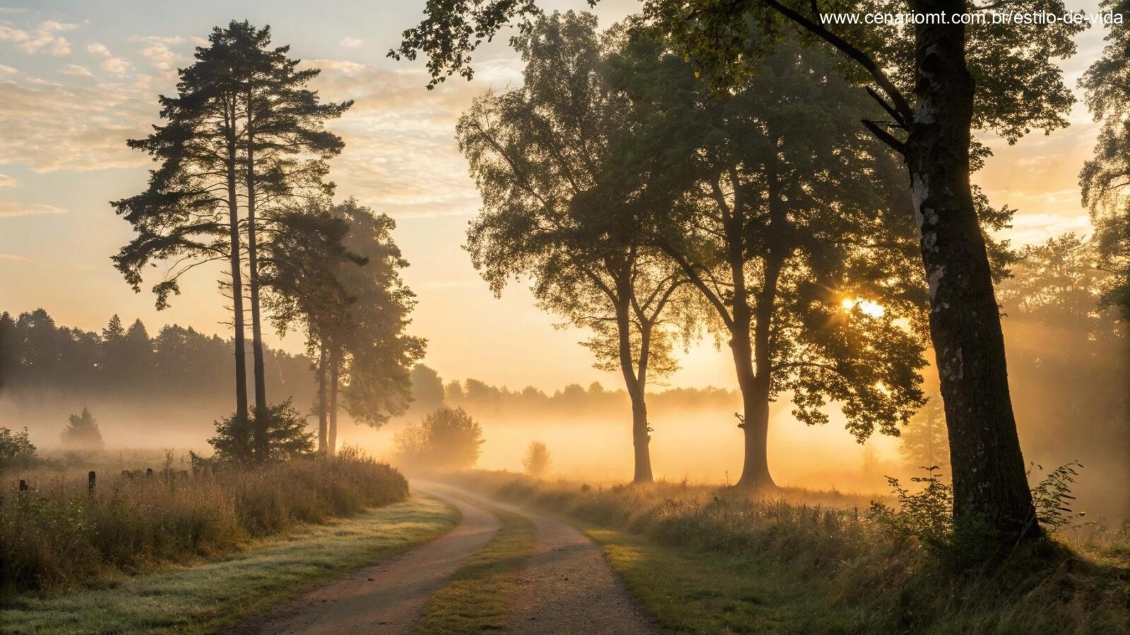 Caminho sereno na floresta ao amanhecer simbolizando sabedoria e direção