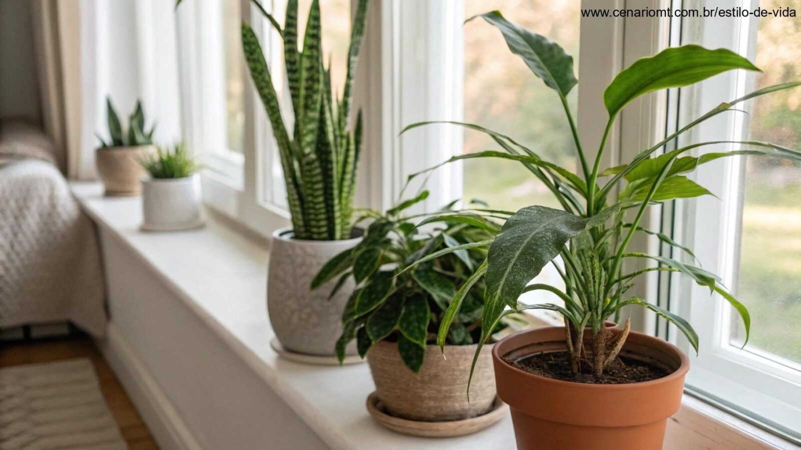 Plantas ideais para quem sempre esquece de regar