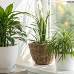 Plantas que purificam o ar da sua casa recomendadas pela NASA