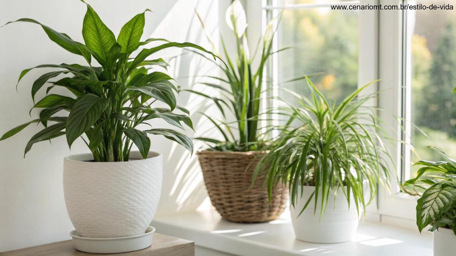 Plantas que purificam o ar da sua casa recomendadas pela NASA