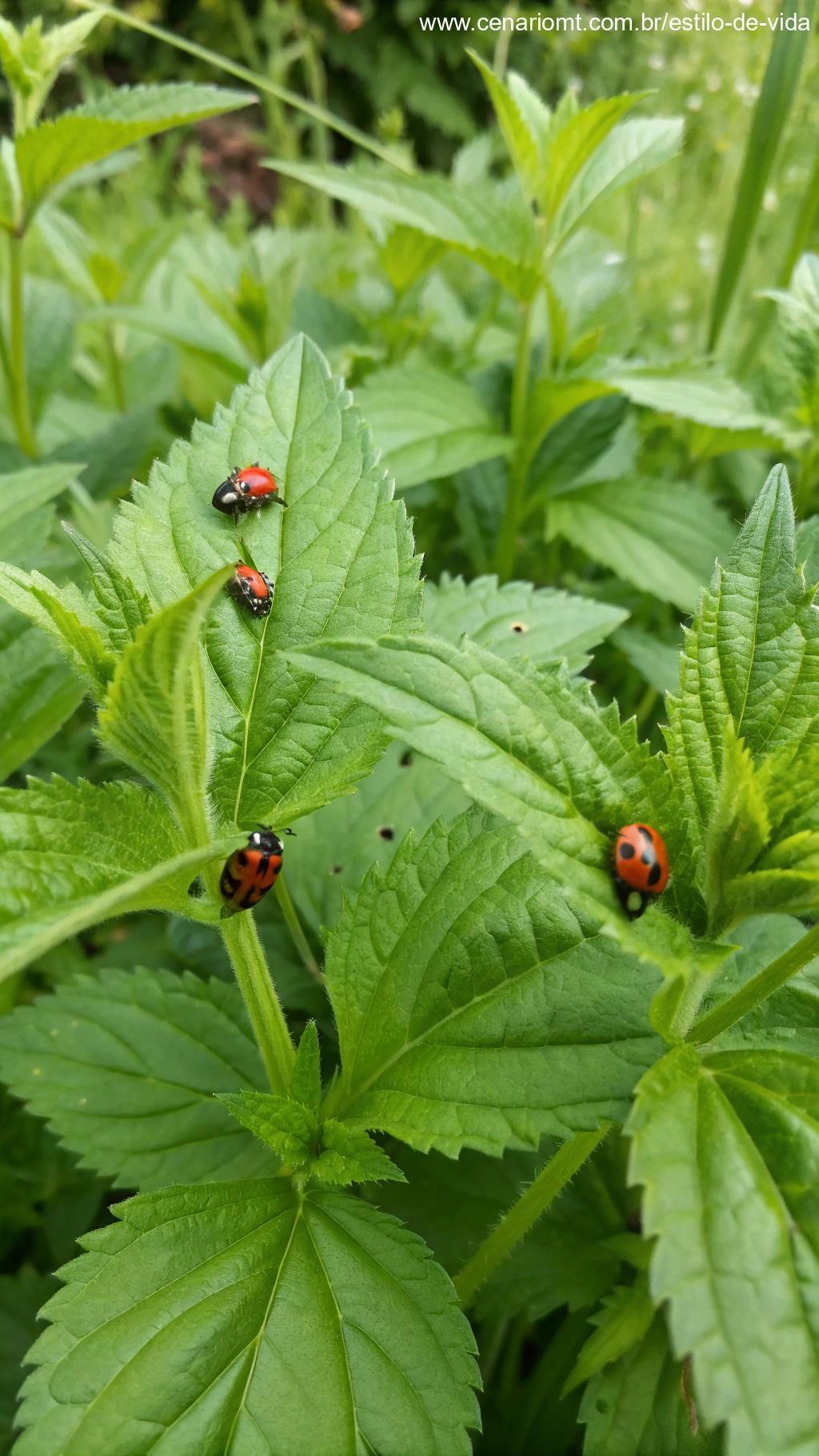 Insetos benéficos como joaninhas em folhas de plantas saudáveis