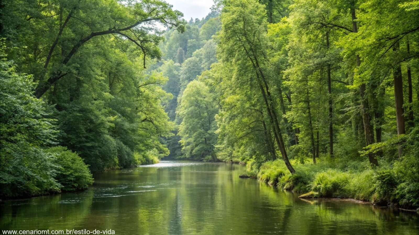 Imagem de um rio tranquilo fluindo por uma floresta exuberante, simbolizando reflexão e oração para o dia.