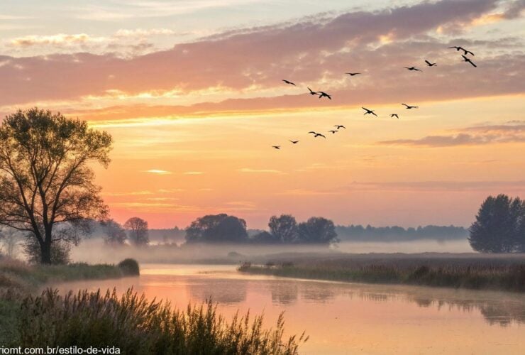 Cena tranquila de manhã com luz suave, um nascer do sol sobre uma paisagem calma, aves voando e uma atmosfera serena que transmite positividade.