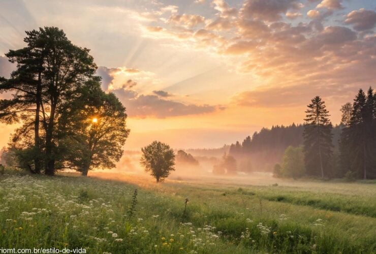 Nascer do sol tranquilo sobre um campo aberto com luz dourada suave entre as árvores