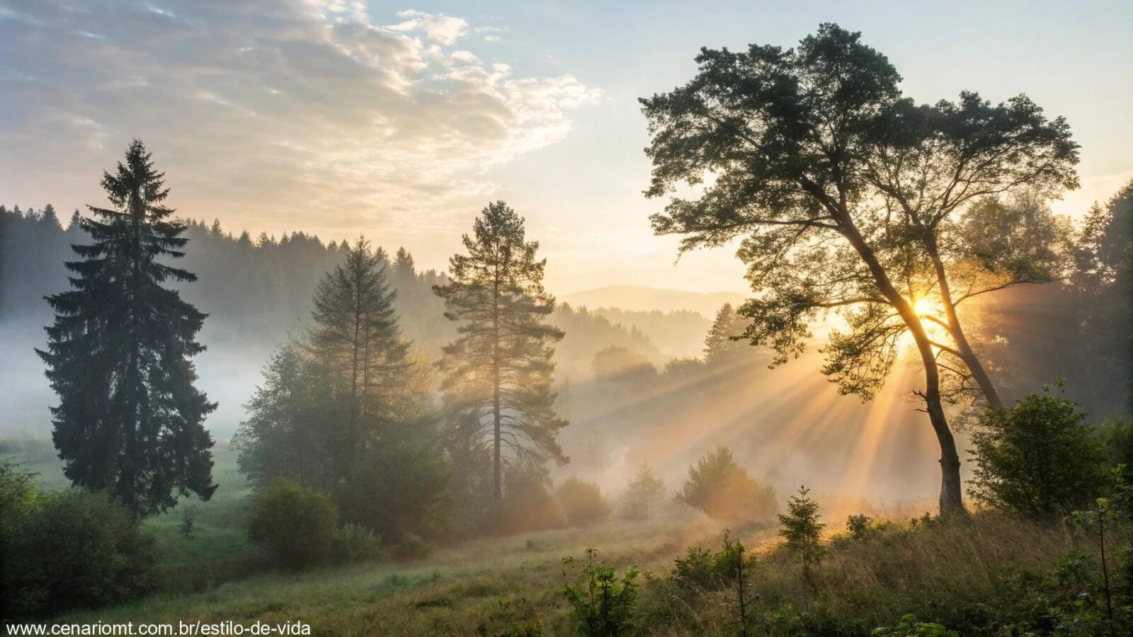 Luz suave da manhã atravessando árvores em uma floresta, transmitindo paz e inspiração