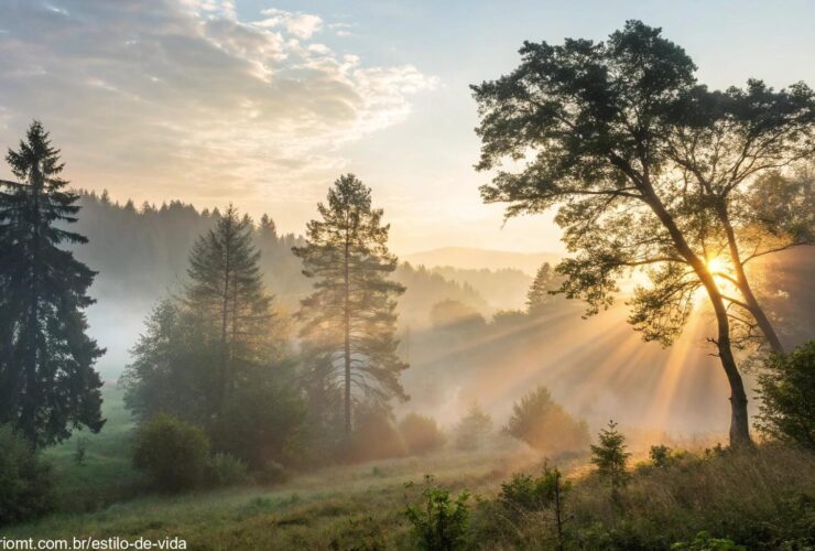 Luz suave da manhã atravessando árvores em uma floresta, transmitindo paz e inspiração