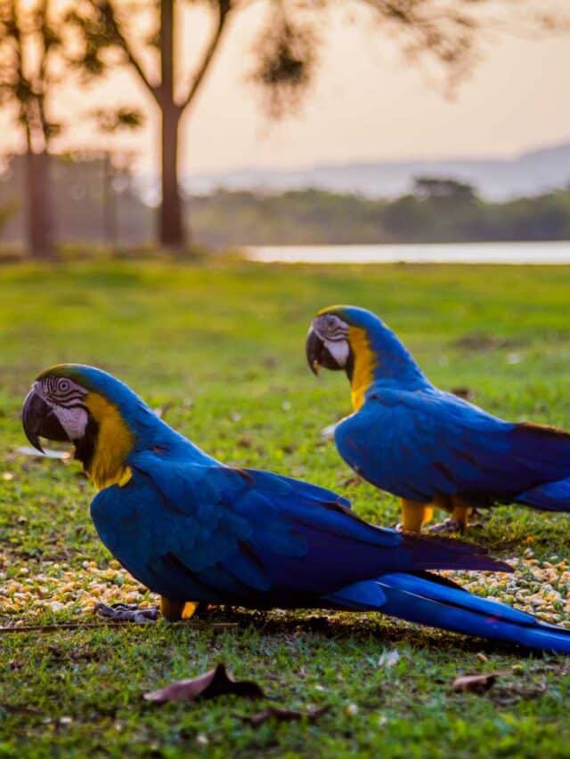 7 Fatos Surpreendentes sobre a Arara Azul gigante do Pantanal
