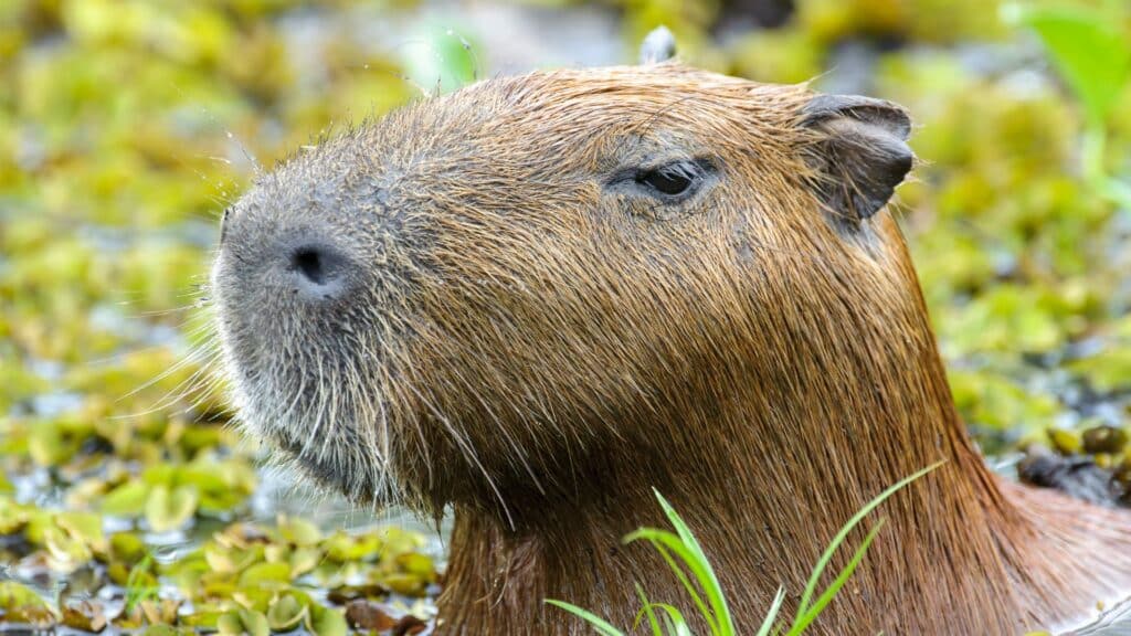 Capivara