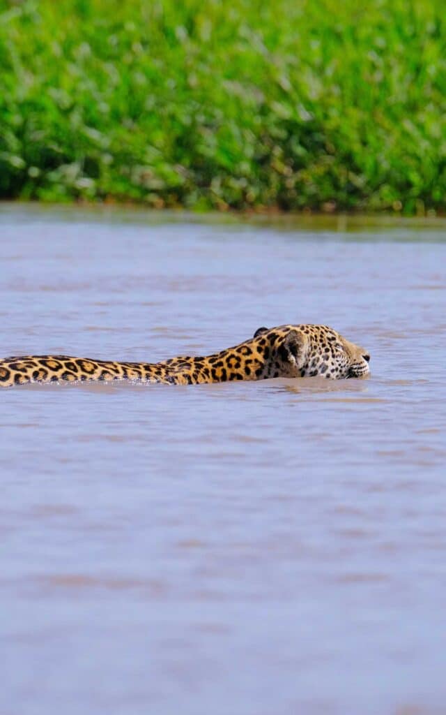 Safari no Pantanal