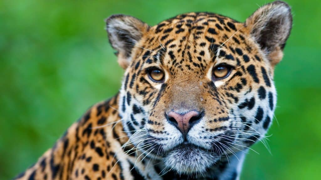 Animais do Pantanal