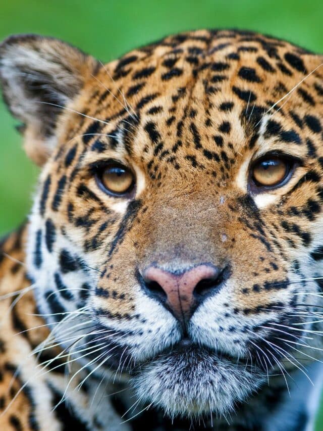 Safari no Pantanal: Descubra os Animais que Você Pode Encontrar