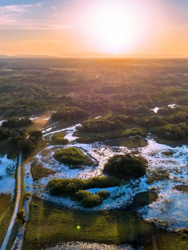 cropped-Pantanal-3.jpg