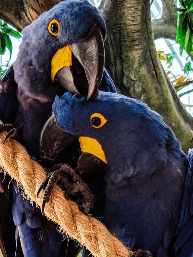 Porque a Arara-azul é o animal mais fiel do Pantanal?