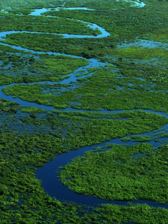 cropped-pantanal.jpg